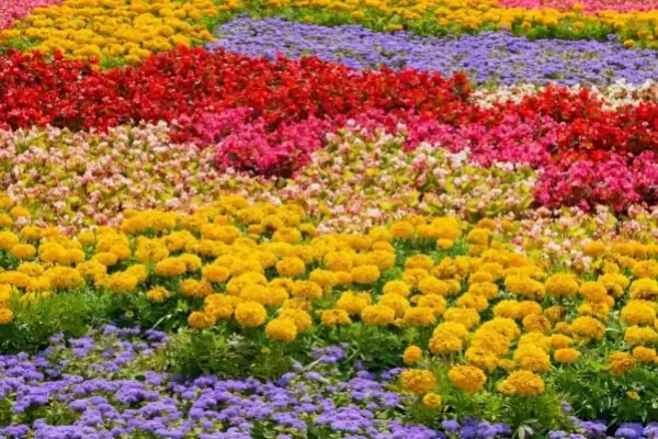 Types-of-Flowers-in-Garden-1200x667