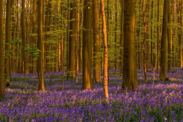 hallerbos-forest-halle-belgium-2-BEAUTFORESTS0721-4ff5b556613e4814b5b7165f8851de39